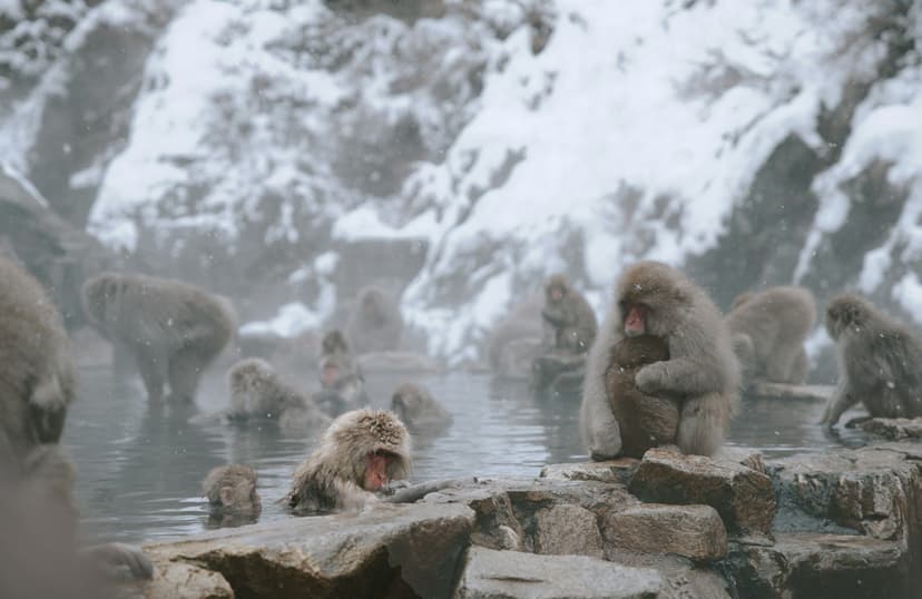 Voyage au Japon – Les singes de Jigokudani