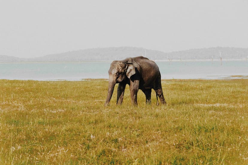 Voyage au Sri Lanka - Parc naturel avec des éléphants