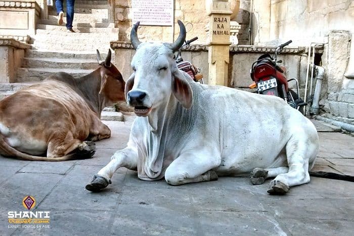 vache-sacree-indienne-gloire.htm