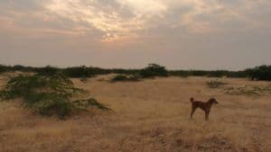 dasasa-et-le-little-rann-kutch-au-gujarat.htm
