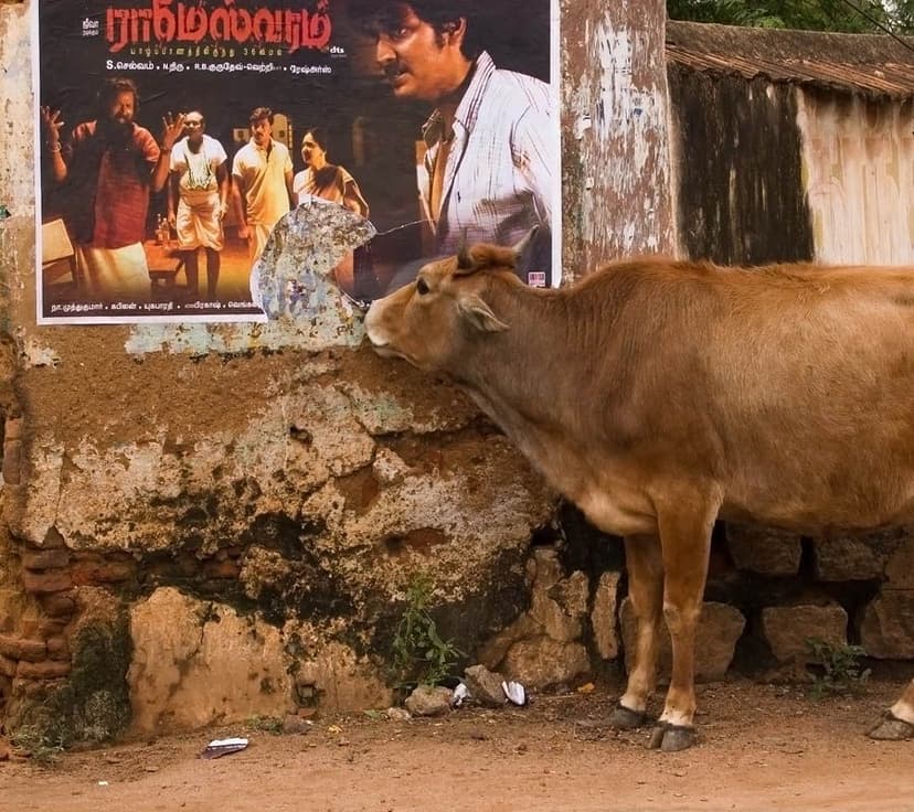 decouvrir-l-inde-du-sud-du-tamil-nadu-au-kerala.htm