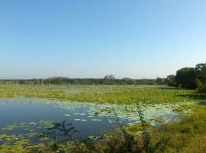 parc-national-yala-sri-lanka.htm