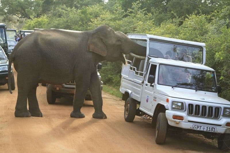 minneriya-nationalpark-perfekt-fur-safaris.htm