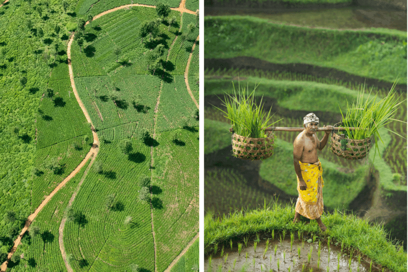 quelle-destination-choisir-sri-lanka-vs-bali.htm
