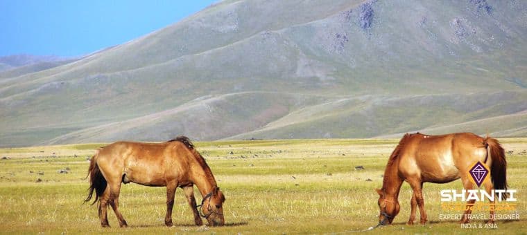 randonnee-cheval-dans-les-steppes-de-mongolie.htm