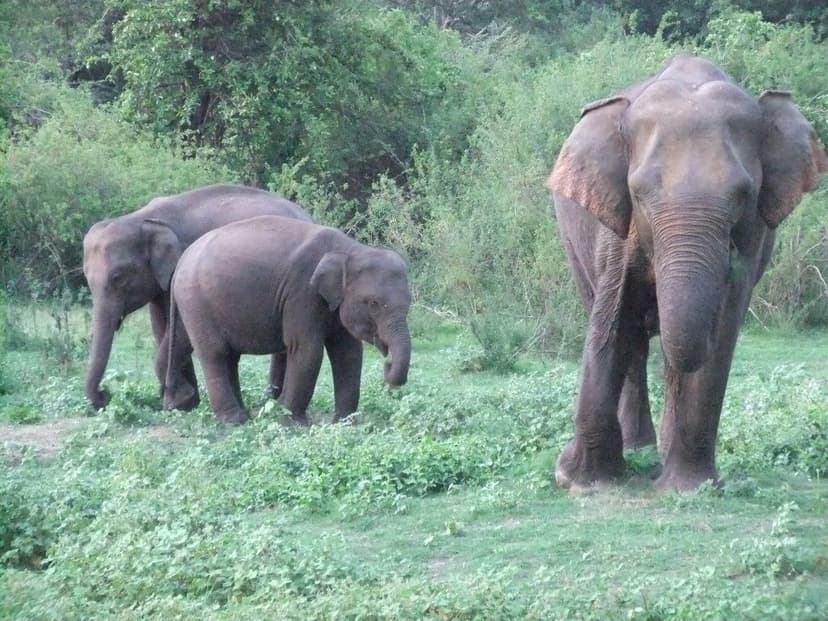 safari-minneriya-national-park-travel-sri-lanka.htm