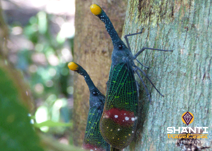 sumatra-trek-orangs-outans.htm