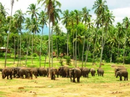 sri-lanka-nature-wildlife-tours.htm