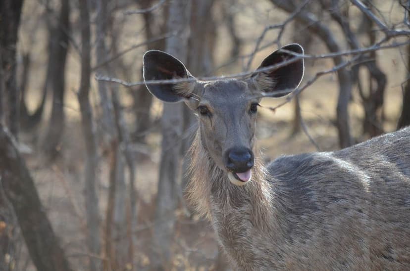 tigersafari-in-ranthambore.htm