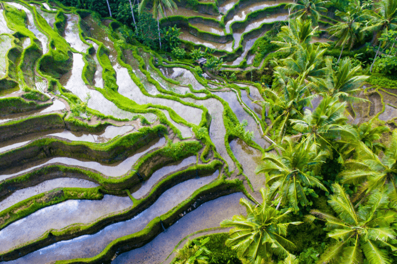 top-5-activites-incontournables-bali.htm