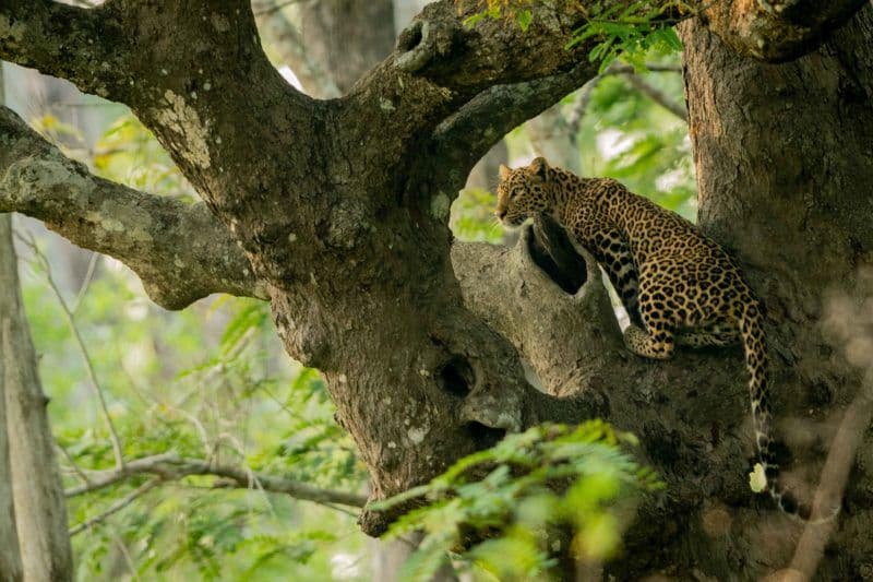 tourisme-bien-etre-animal-compatibles.htm