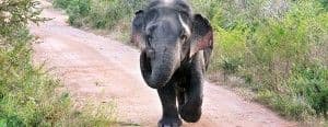 zwergelefant-imudawalawe-nationalpark.htm